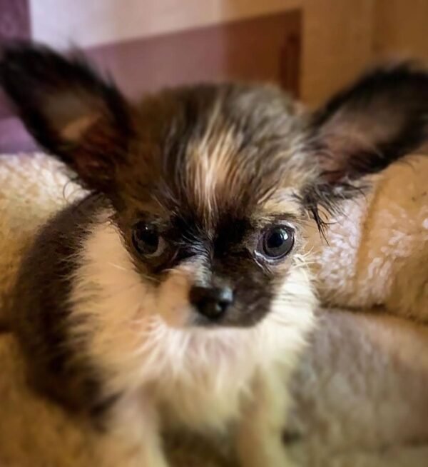Princess Mia wet long hair teacup Chihuahua puppy sitting on couch after shower