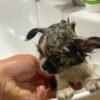 Princess Mia long hair teacup Chihuahua puppy taking shower inside bathroom sink