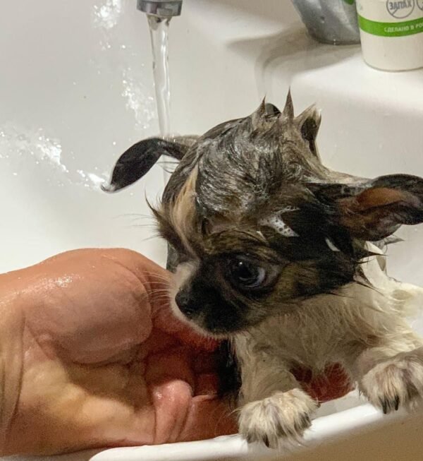Princess Mia long hair teacup Chihuahua puppy taking shower inside bathroom sink