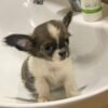 Princess Mia blue white cream long hair teacup Chihuahua puppy sitting inside bathroom sink ready for shower