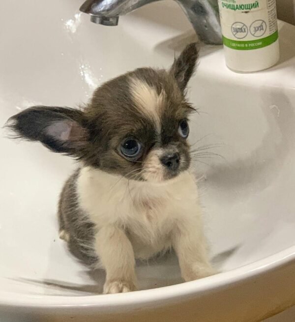Princess Mia blue white cream long hair teacup Chihuahua puppy sitting inside bathroom sink ready for shower