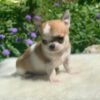 Maya Teacup Chihuahua looking at the camera while sitting on a white blanket in a colorful flower garden