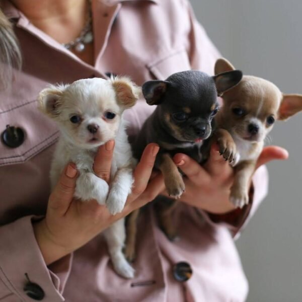 Tiny Teacup Chihuahua Litter at Chihuahua Hub Tiny Teacup Chihuahua litter Luna Bonnie and Clyde in the breeder's arms