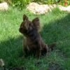 Choco long coat Chihuahua puppy playing with leaves in outdoor garden