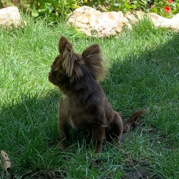 Choco long coat Chihuahua puppy playing with leaves in outdoor garden