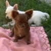 Choco long coat chocolate Chihuahua puppy sitting with siblings on grass