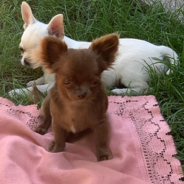 Choco long coat chocolate Chihuahua puppy sitting with siblings on grass