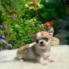 Maya Teacup Chihuahua lying comfortably on a white blanket surrounded by blooming flowers in a peaceful backyard