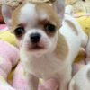 Maya Teacup Chihuahua resting on a soft plush dog bed inside a cozy home with natural window light