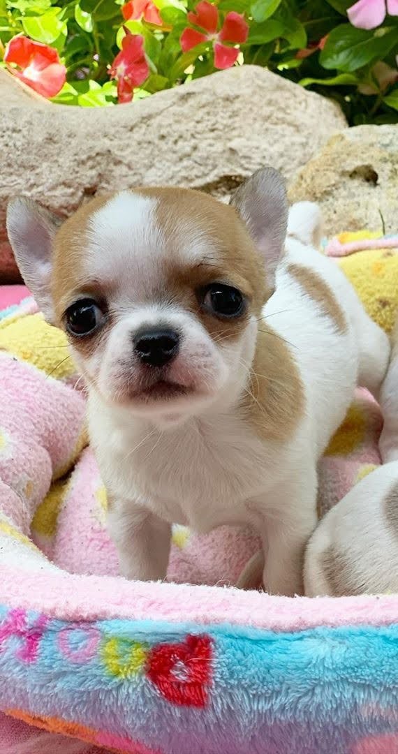 Maya Teacup Chihuahua resting on a soft plush dog bed inside a cozy home with natural window light