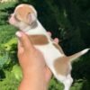 Maya Teacup Chihuahua held gently by a breeder above a green grass field in a peaceful garden