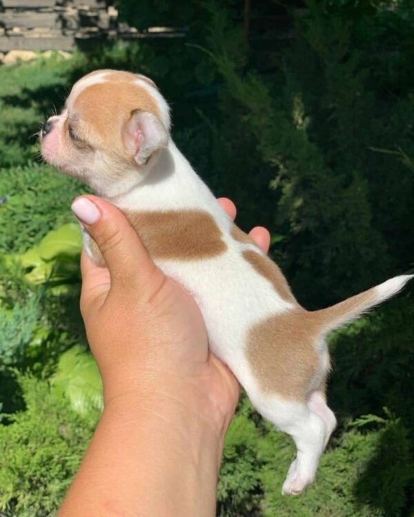 Maya Teacup Chihuahua held gently by a breeder above a green grass field in a peaceful garden