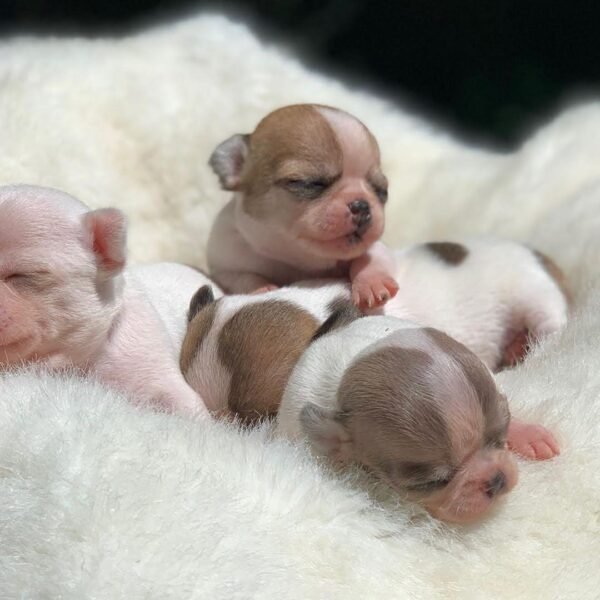 Pretty Penny Teacup Chihuahua celebrating with Maya, Merribeth, and Chico on their birthday.