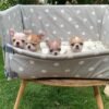 Pretty Penny Teacup Chihuahua sitting inside a large outdoor bath with Maya, Merribeth, and Chico.