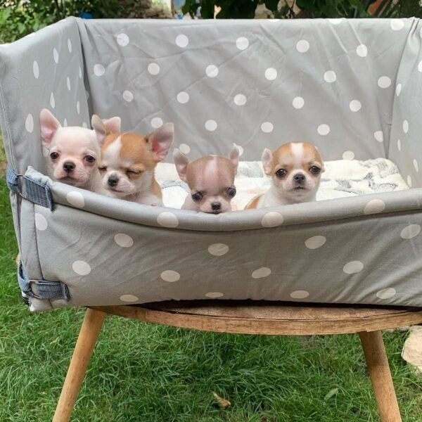 Pretty Penny Teacup Chihuahua sitting inside a large outdoor bath with Maya, Merribeth, and Chico.