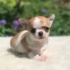 Maya Teacup Chihuahua fawn and white female short hair puppy sitting on a soft white blanket