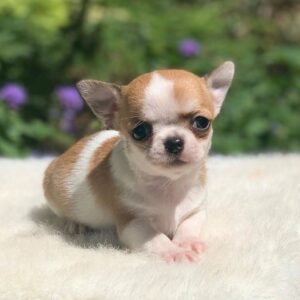 Maya Teacup Chihuahua fawn and white female short hair puppy sitting on a soft white blanket