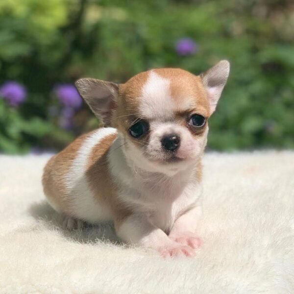 Maya Teacup Chihuahua fawn and white female short hair puppy sitting on a soft white blanket