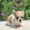 Merribeth Teacup Chihuahua posing on a white blanket in a colorful flower garden with lush green grass