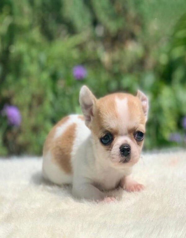 Merribeth Teacup Chihuahua posing on a white blanket in a colorful flower garden with lush green grass