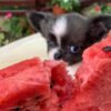 Princess Mia teacup Chihuahua puppy eating watermelon piece