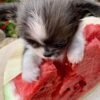 Princess Mia long hair teacup Chihuahua puppy sitting on watermelon outdoors
