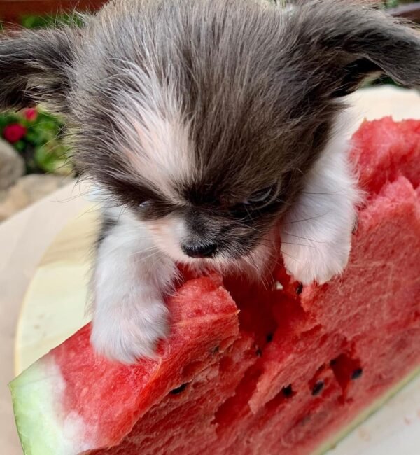 Princess Mia long hair teacup Chihuahua puppy sitting on watermelon outdoors