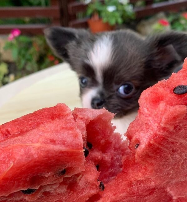 Princess Mia teacup Chihuahua puppy eating watermelon piece