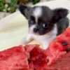 Princess Mia blue white cream Chihuahua puppy beside watermelon