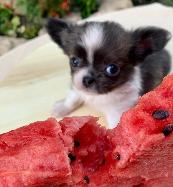 Princess Mia blue white cream Chihuahua puppy beside watermelon