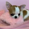 Princess Moana Teacup Chihuahua looking at camera on pink slipper