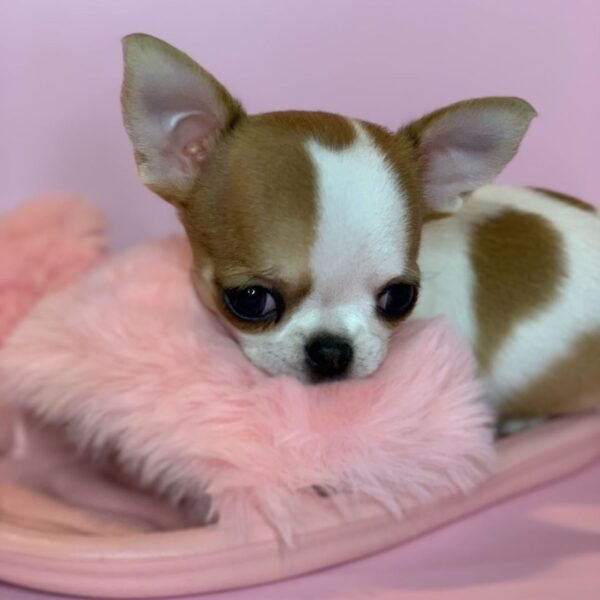 Princess Moana Teacup Chihuahua looking at camera on pink slipper