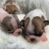 Newborn Princess Moana Teacup Chihuahua and siblings lying on blanket