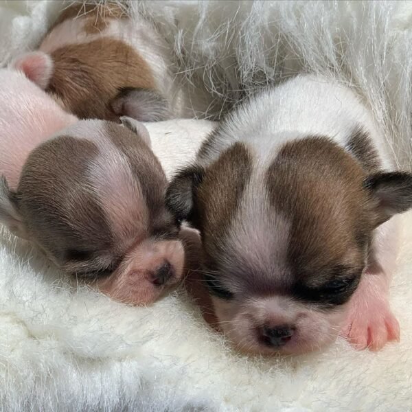 Newborn Princess Moana Teacup Chihuahua and siblings lying on blanket