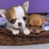 Princess Moana Teacup Chihuahua and Titan inside a basket as young puppies