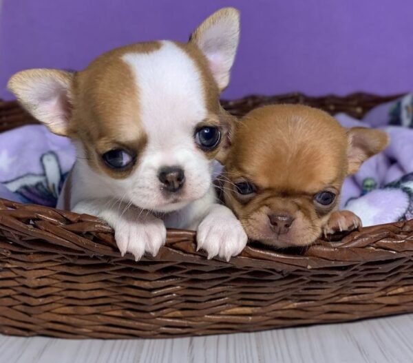 Princess Moana Teacup Chihuahua and Titan inside a basket as young puppies