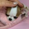Princess Moana Teacup Chihuahua fawn and white puppy on pink fluffy slipper