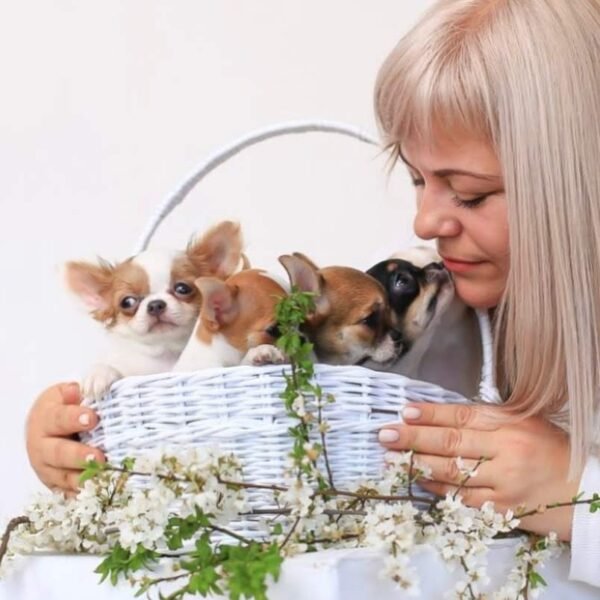Princess Moana Teacup Chihuahua and siblings inside basket with breeder