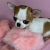 Princess Moana Teacup Chihuahua posing on pink fluffy slipper