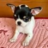 Monalisa Teacup Chihuahua puppy relaxing on pink sheet