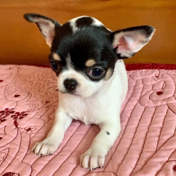 Monalisa Teacup Chihuahua puppy relaxing on pink sheet
