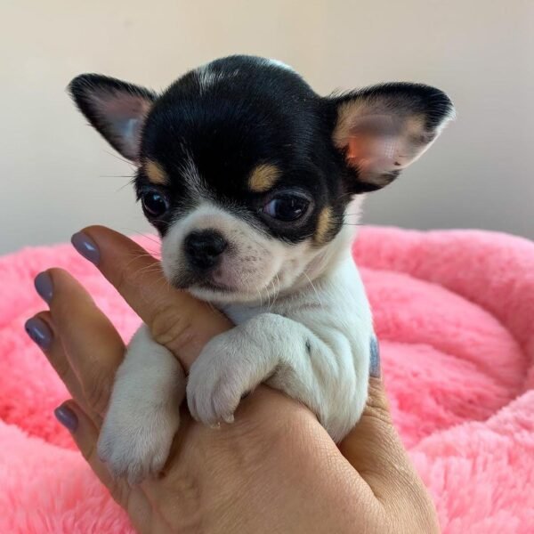 Monalisa Teacup Chihuahua puppy with tri color coat sitting on breeder's hands