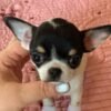 Monalisa Teacup Chihuahua tri color puppy sitting indoors on bed