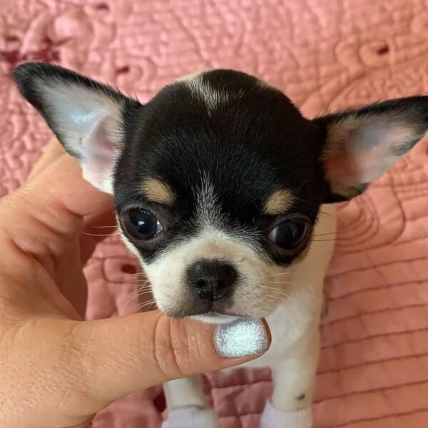 Monalisa Teacup Chihuahua tri color puppy sitting indoors on bed