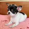 Monalisa Teacup Chihuahua puppy posing on pink blanket bed