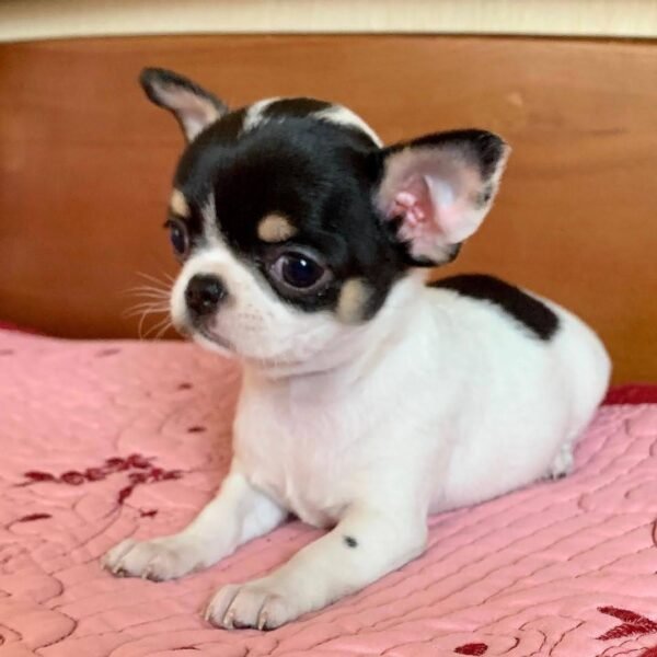 Monalisa Teacup Chihuahua puppy posing on pink blanket bed