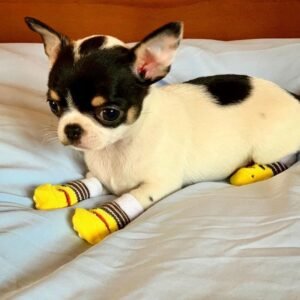 Monalisa Teacup Chihuahua sitting on the bed wearing yellow duck socks