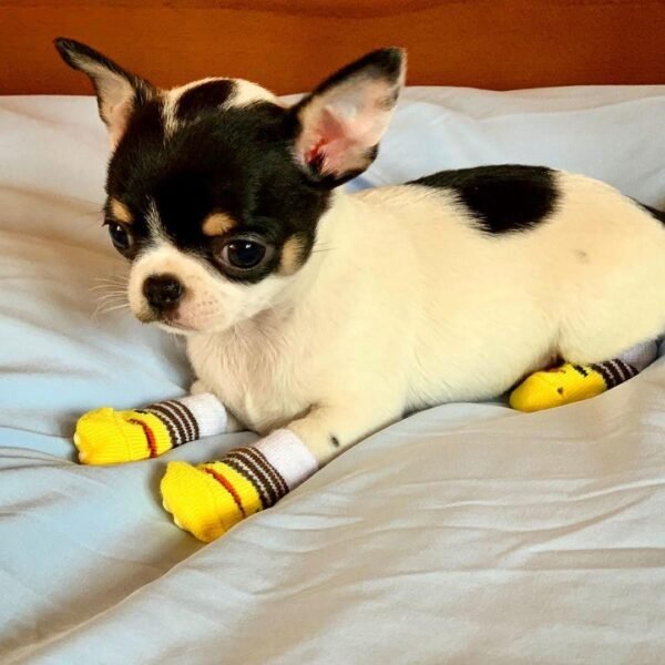 Monalisa Teacup Chihuahua sitting on the bed wearing yellow duck socks