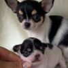 Monalisa Teacup Chihuahua puppy beside father dog on cream blanket
