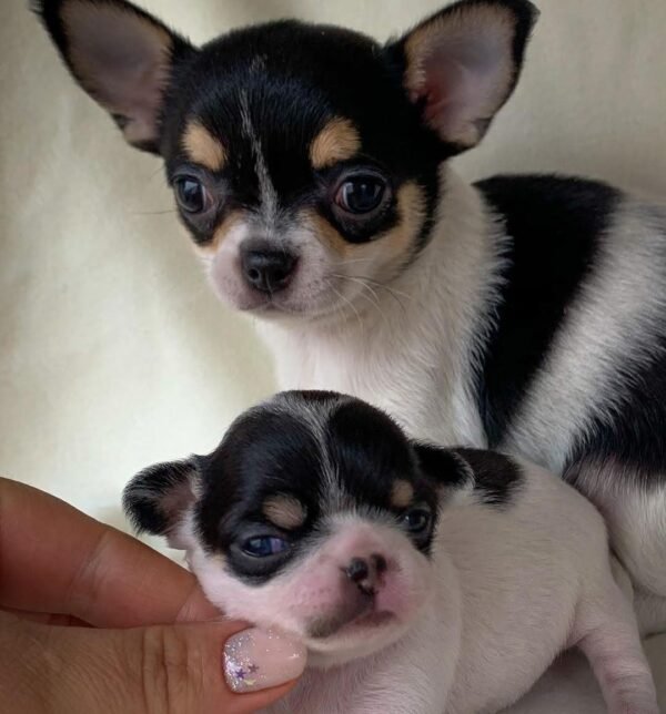 Monalisa Teacup Chihuahua puppy beside father dog on cream blanket